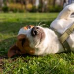 Nouvet alerta para riscos da castração precoce em pets