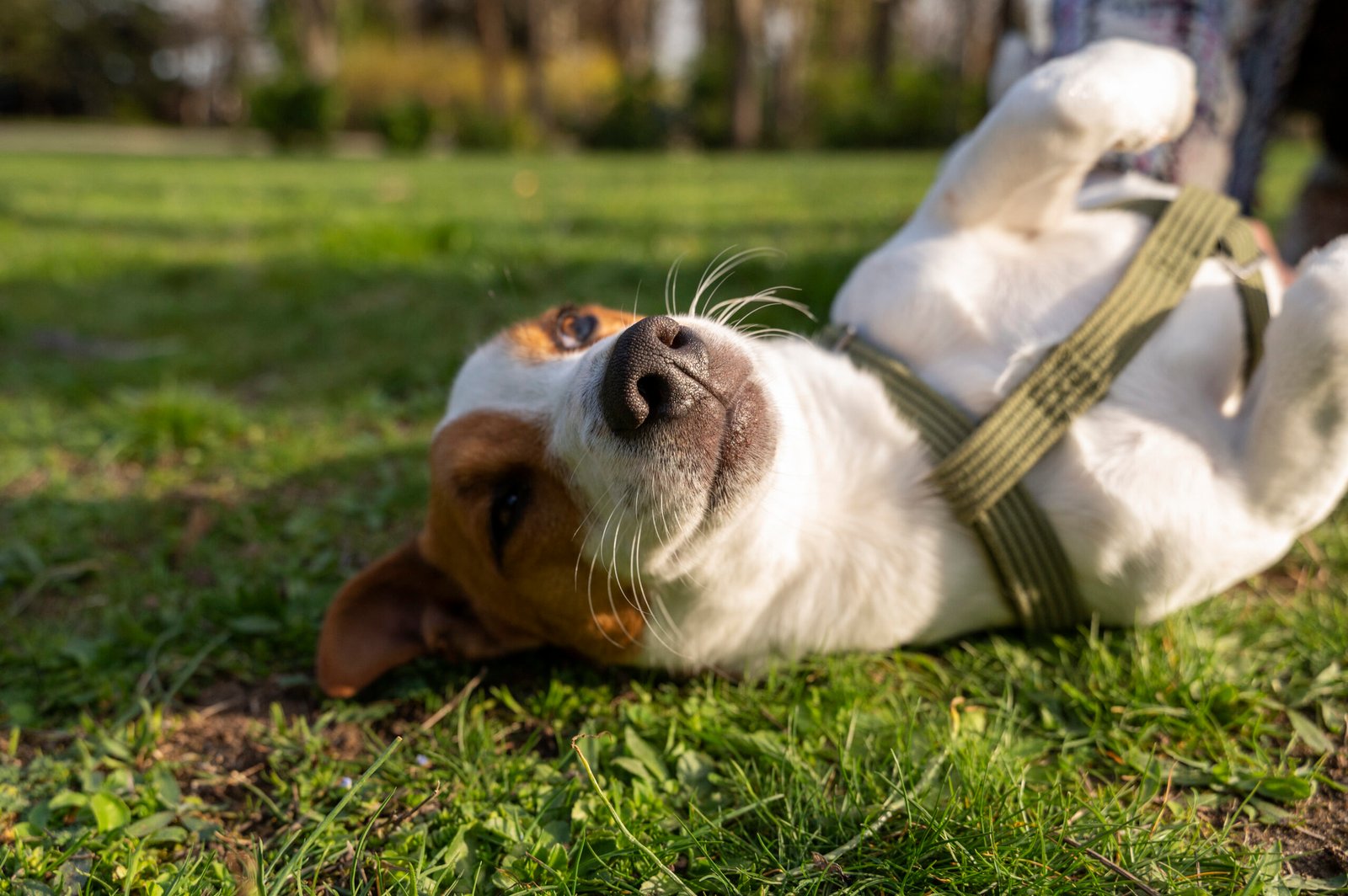 Nouvet alerta para riscos da castração precoce em pets